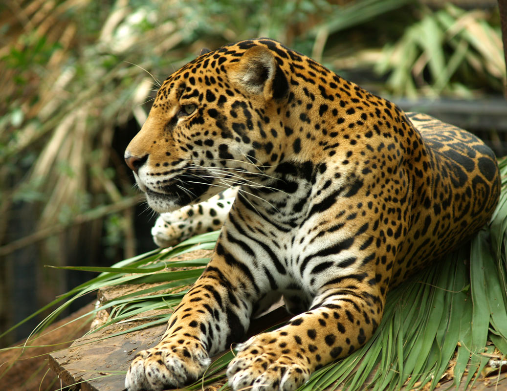 photo "The Jaguar is back" tags: nature, pets/farm animals, wild animals