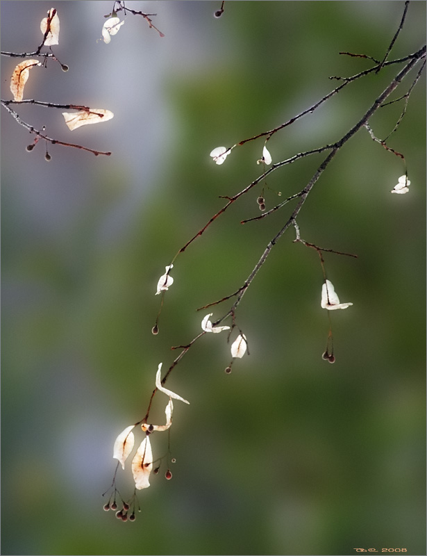photo "The last year's apparel" tags: landscape, 