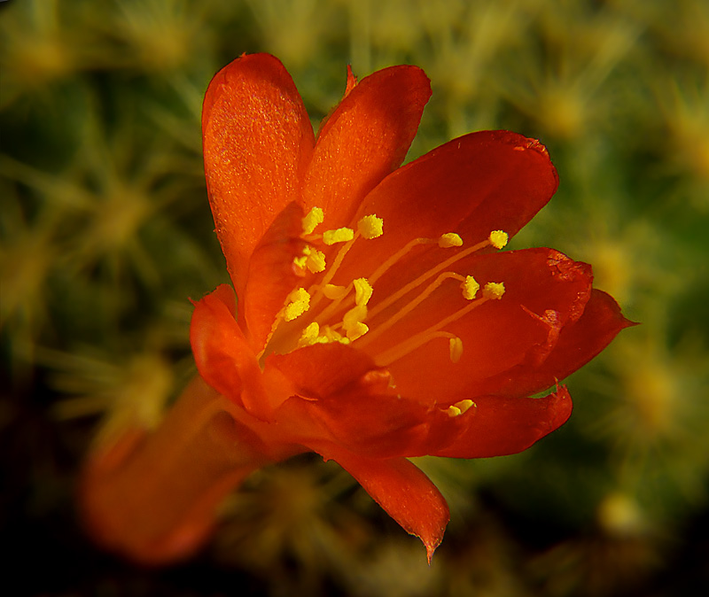 photo "***" tags: nature, macro and close-up, flowers