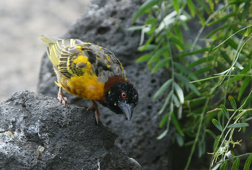 photo "Mr Inquisitive" tags: nature, wild animals