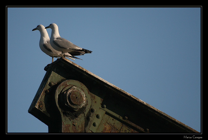 фото "the two of us" метки: природа, 