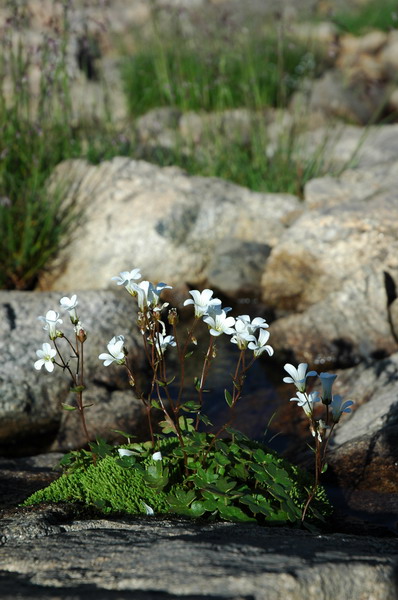 photo "***" tags: nature, flowers