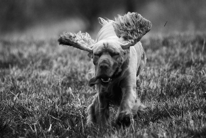 photo "fly..." tags: black&white, nature, 