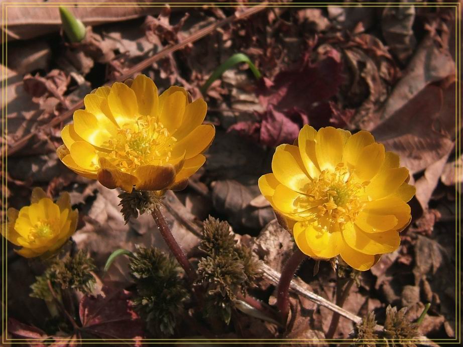 photo "***" tags: nature, flowers