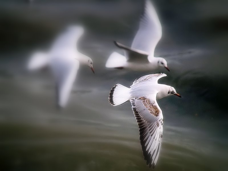photo ""Let's dreaming..."" tags: nature, wild animals