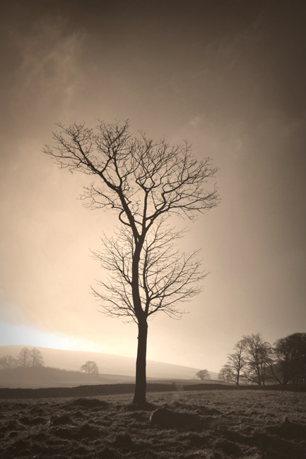 photo "Frosty Morning" tags: black&white, landscape, winter