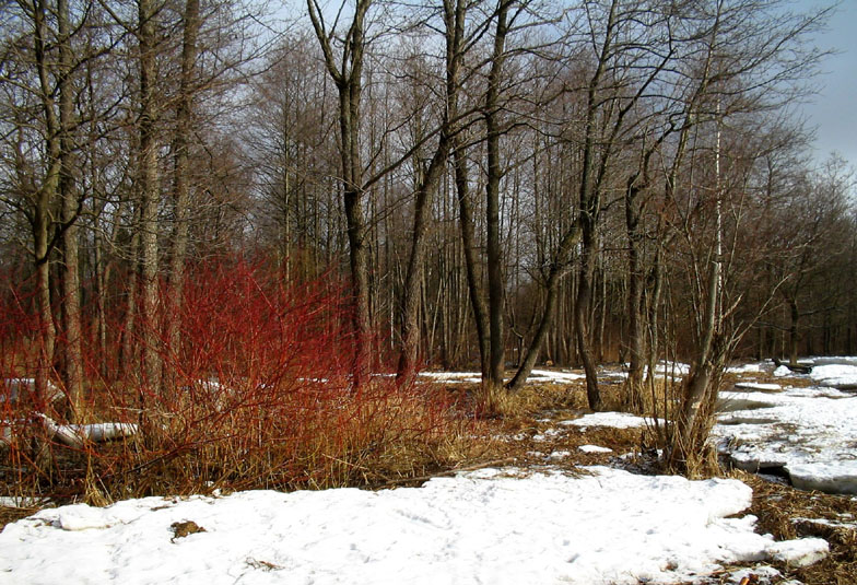 фото "Пламя весны" метки: пейзаж, весна, лес