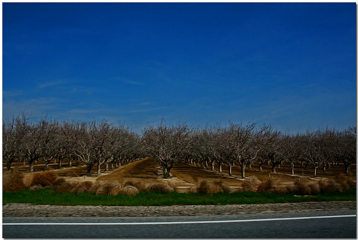 фото "White Line & Orchard" метки: пейзаж, зима