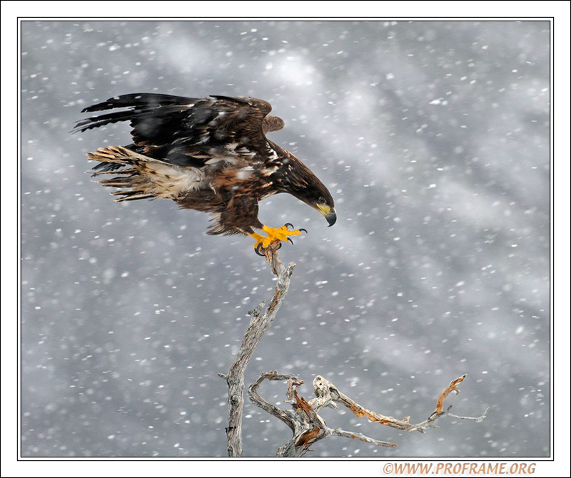 фото "Balance Act" метки: природа, пейзаж, дикие животные, зима