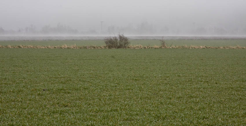 photo "Foggy morning" tags: landscape, spring