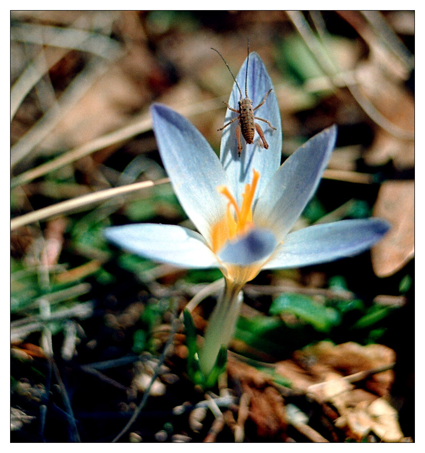 photo "playing in the sun....spring is comming" tags: nature, macro and close-up, insect