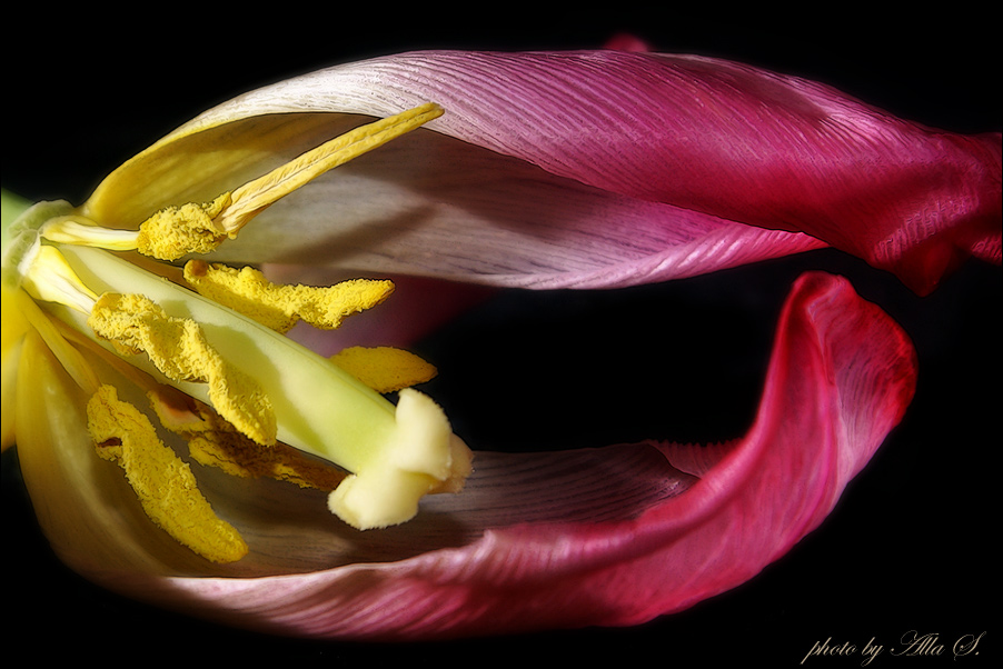 фото "Тюльпан" метки: макро и крупный план, природа, цветы