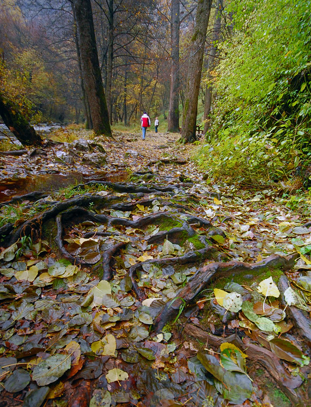 photo "Roots behind us" tags: landscape, forest