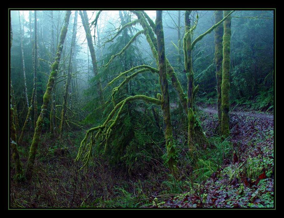 photo "Rainforest" tags: landscape, travel, forest