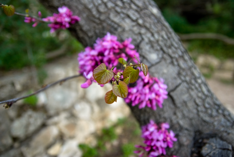 photo "New Life" tags: nature, flowers