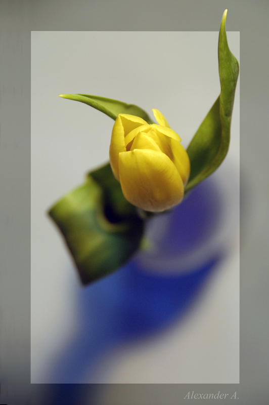 photo "A yellow tulip in a blue bottle" tags: nature, flowers