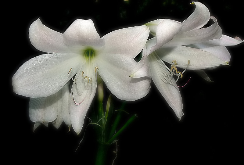 photo "Happy Easter for all of you, my FRIENDS!!!!" tags: nature, flowers