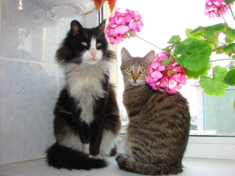 фото "Наши кошки на окошке" метки: , 