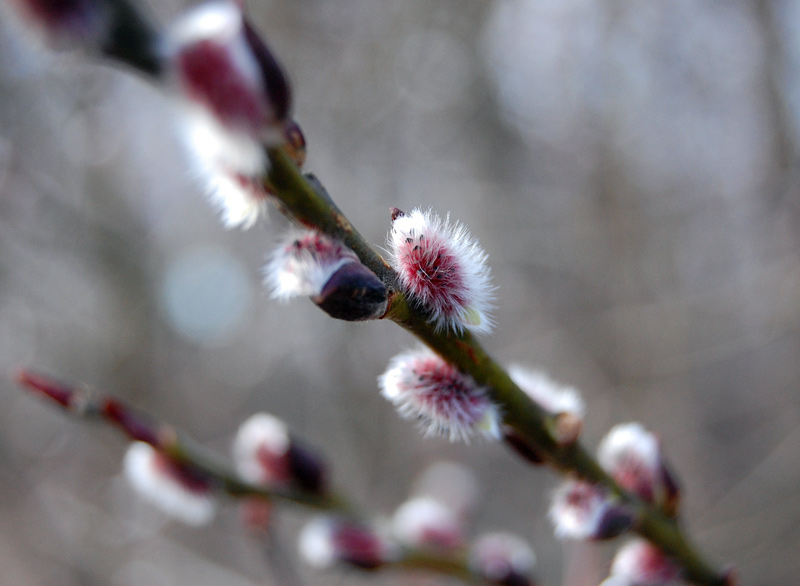 photo "***" tags: nature, macro and close-up, flowers