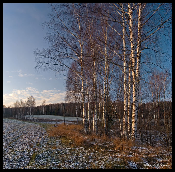 фото "Поле с березками" метки: пейзаж, осень