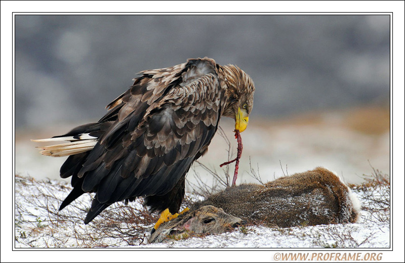 photo "Easter Dinner" tags: nature, travel, Europe, wild animals