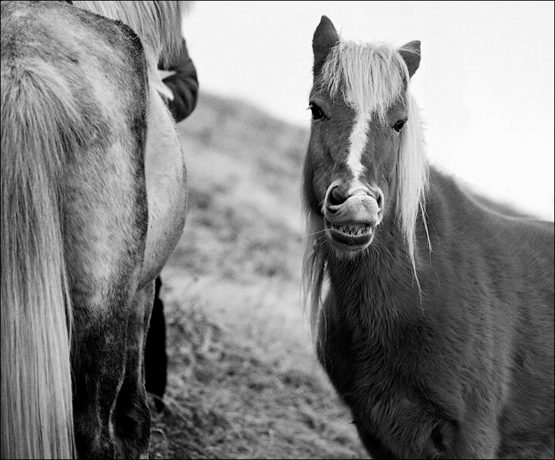 photo "... s m i l e ..." tags: nature, humor, 