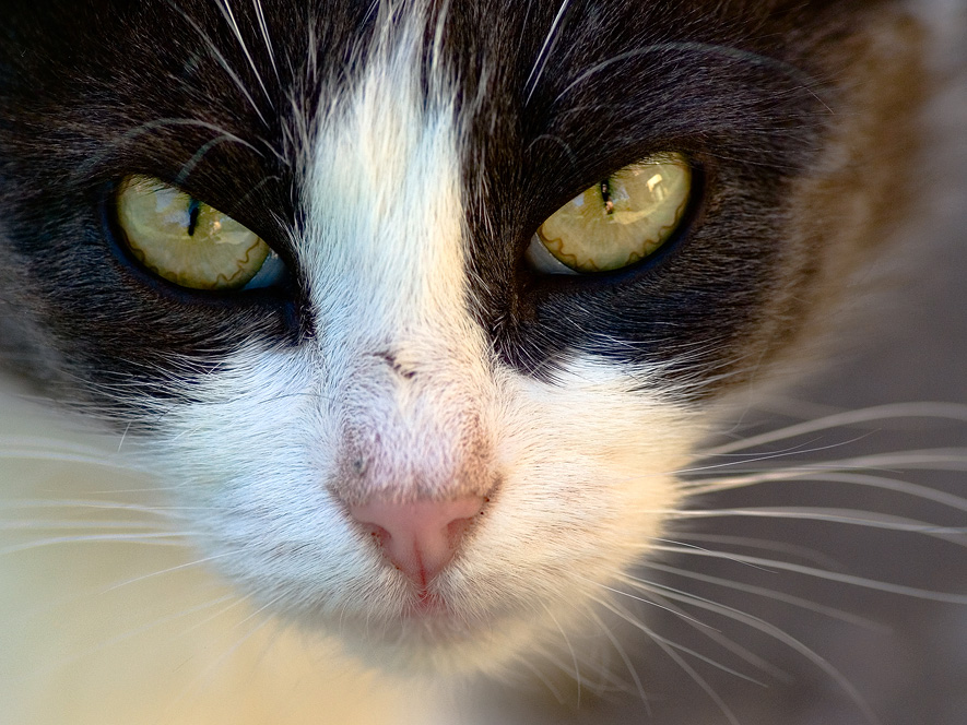 photo "***" tags: nature, macro and close-up, pets/farm animals