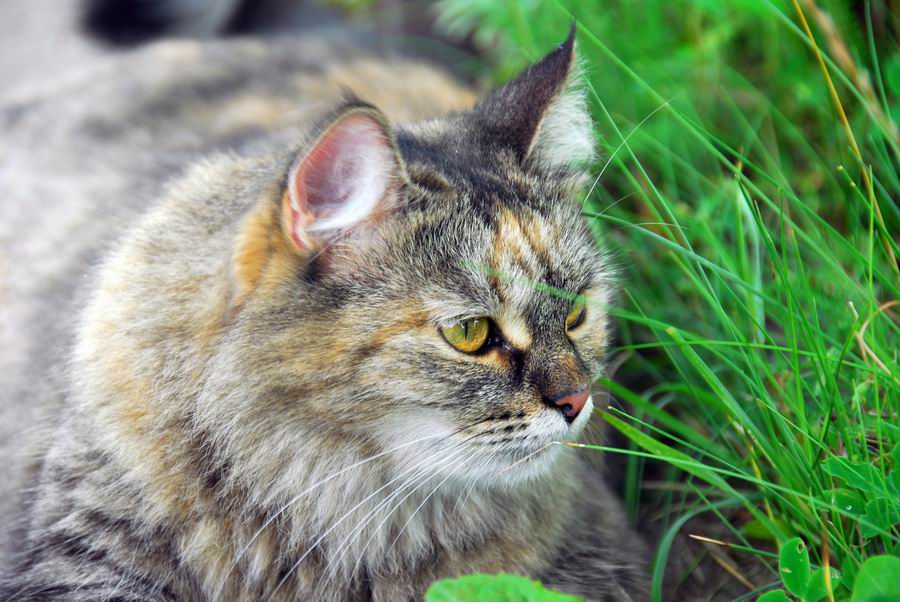 photo "***" tags: nature, pets/farm animals