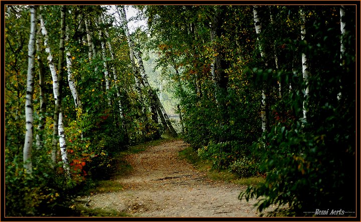 photo "birch trees" tags: landscape, nature, flowers