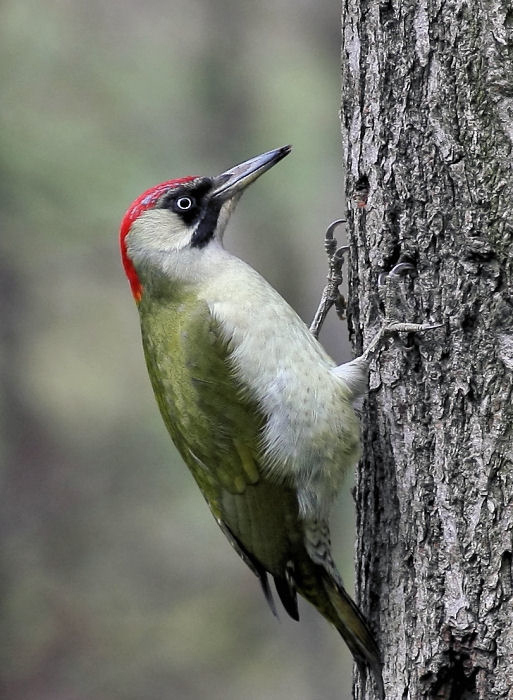 photo "Picus viridis" tags: nature, wild animals