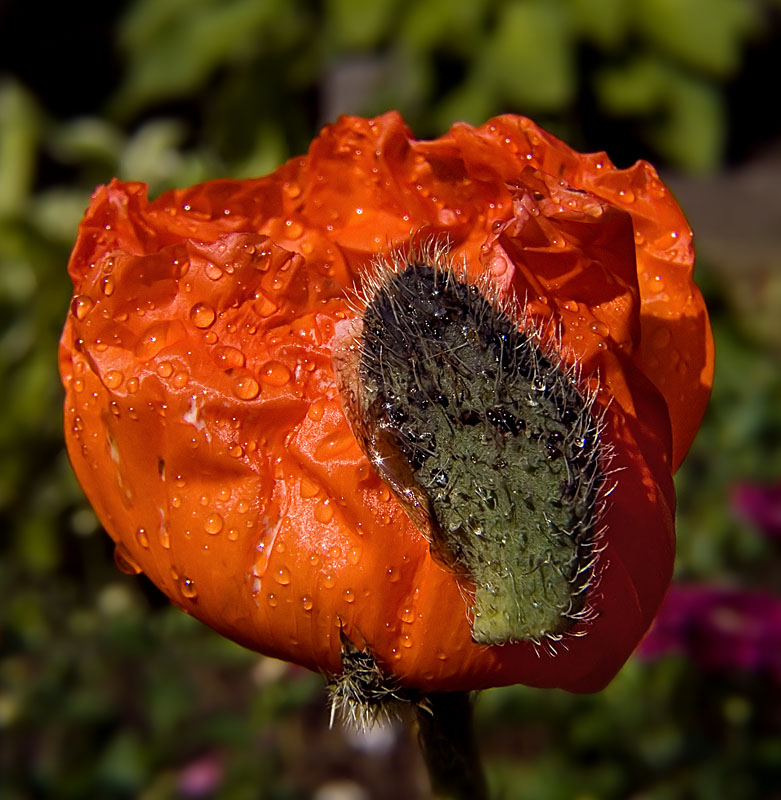 photo "***" tags: nature, macro and close-up, flowers