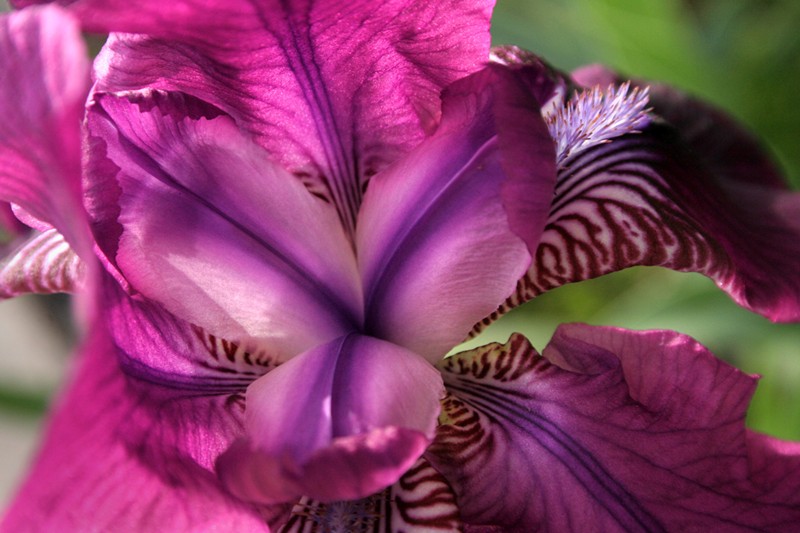 photo "Iris In My Garden" tags: nature, flowers