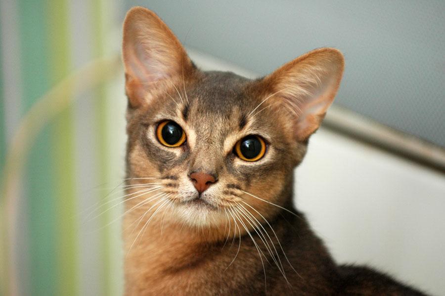 photo "Abyssinian a cat "Baks"" tags: misc., nature, pets/farm animals