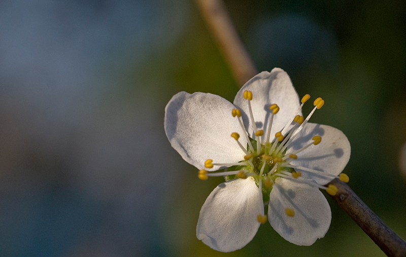 photo "Spring has come" tags: nature, macro and close-up, flowers