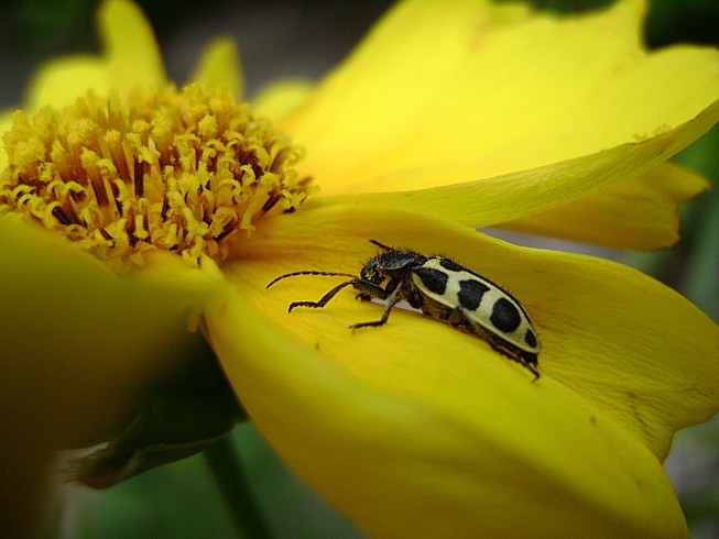 photo "***" tags: nature, flowers, insect