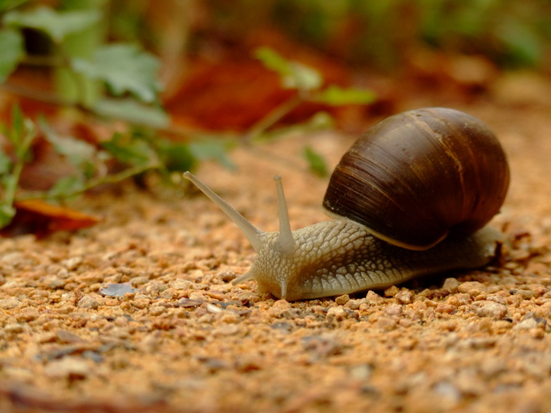 photo "crossing snail" tags: nature, macro and close-up, wild animals