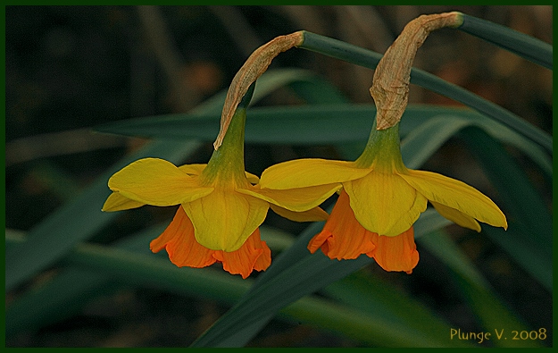 photo "***" tags: nature, flowers