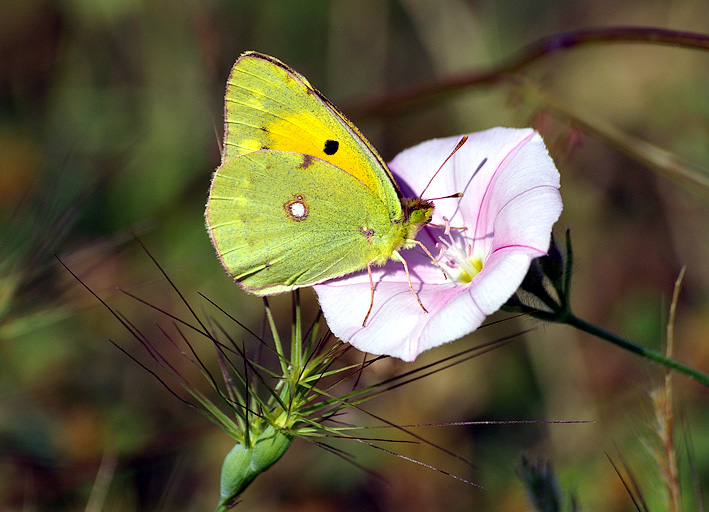 photo "Spring" tags: nature, insect