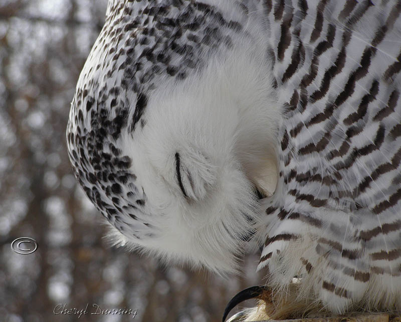 photo "Preening owl" tags: nature, wild animals