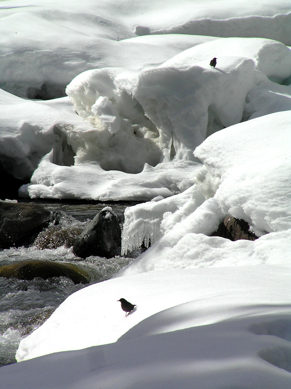 photo "Dippers Resting" tags: landscape, nature, water