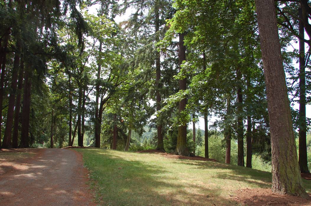 photo "***" tags: landscape, forest, summer