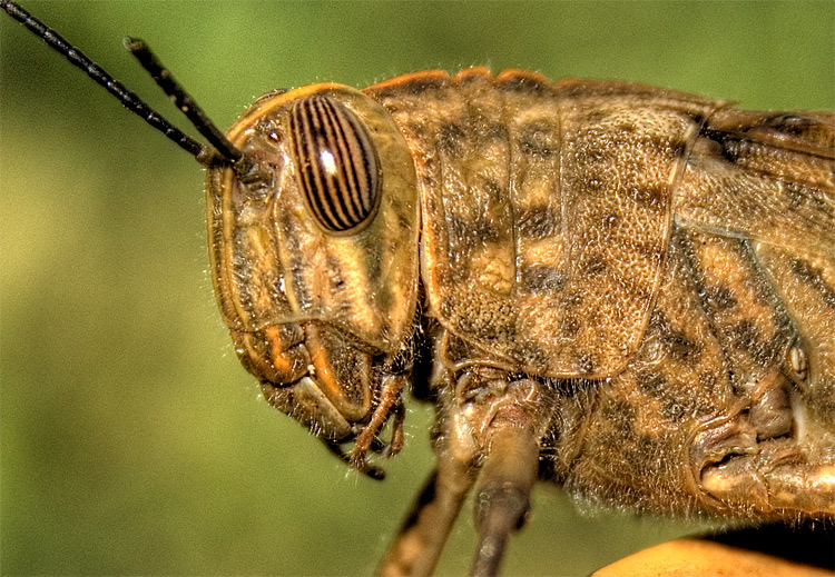 photo "***" tags: macro and close-up, 