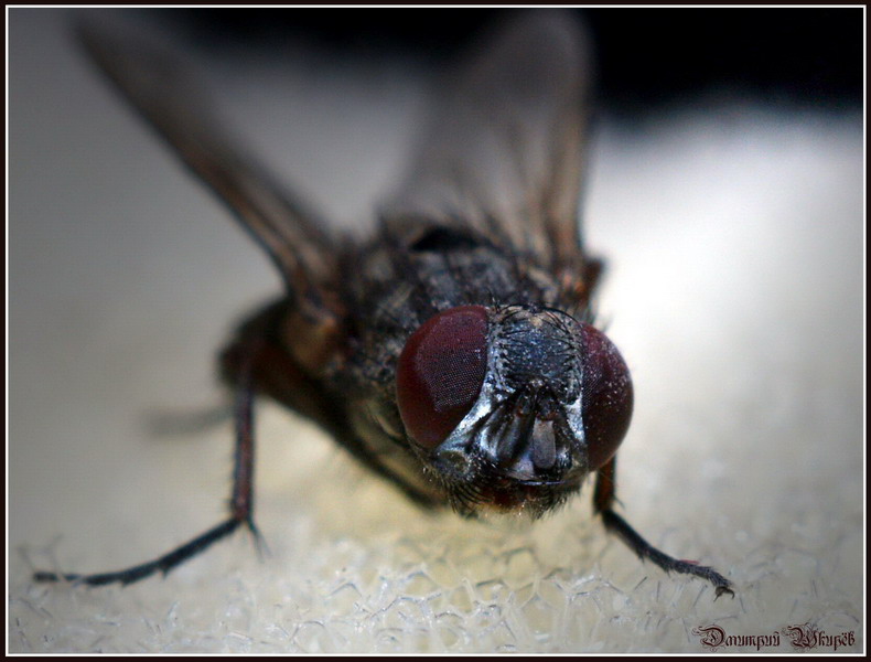 фото "Проснулись мухи" метки: природа, макро и крупный план, насекомое