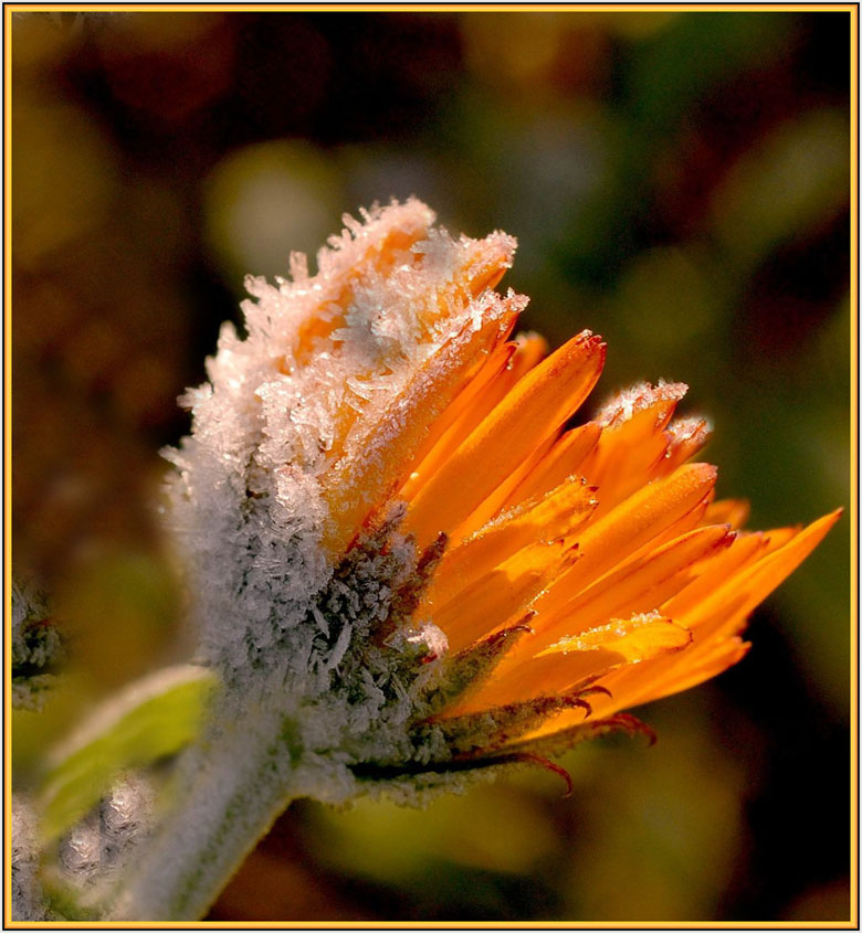 photo "***" tags: macro and close-up, 