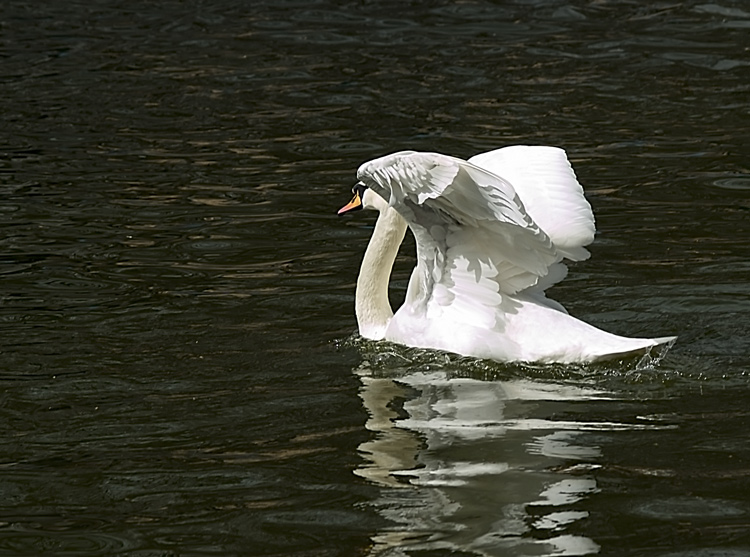 photo "***" tags: nature, wild animals