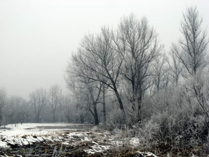 photo "***" tags: landscape, forest, winter