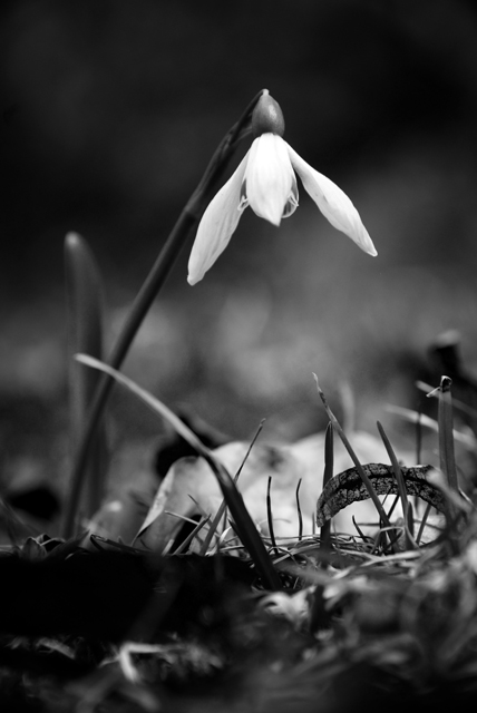 photo "***" tags: black&white, nature, flowers