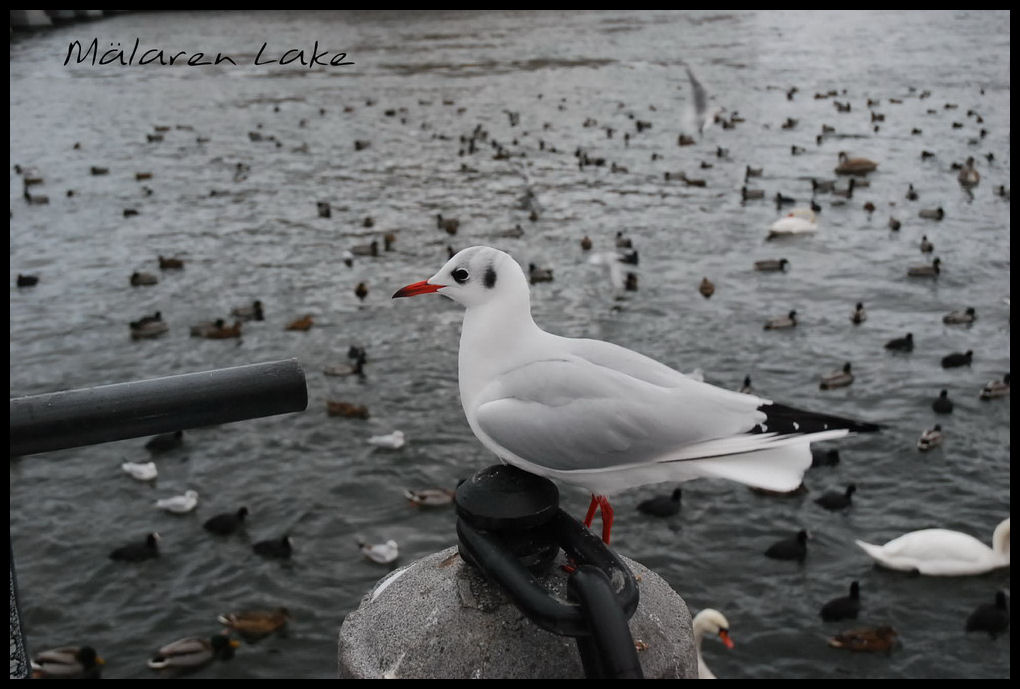 фото "Чайка с озера Меларен" метки: путешествия, Европа