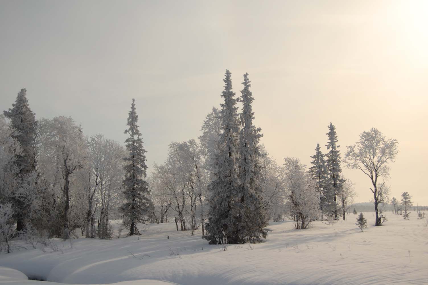 photo "Pink silence" tags: landscape, winter