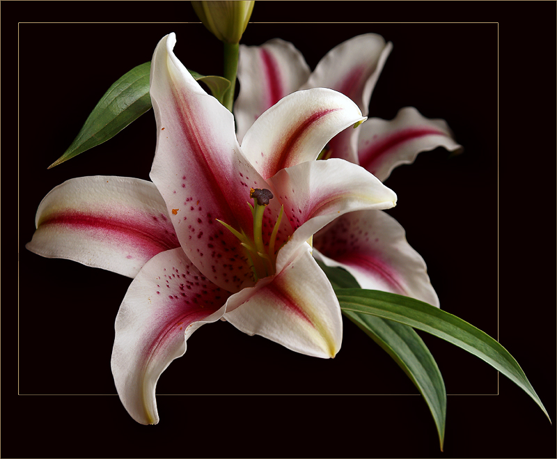 photo "Lilies 2" tags: nature, macro and close-up, flowers